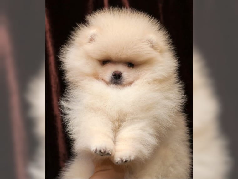 Pomeranian Zwergspitz